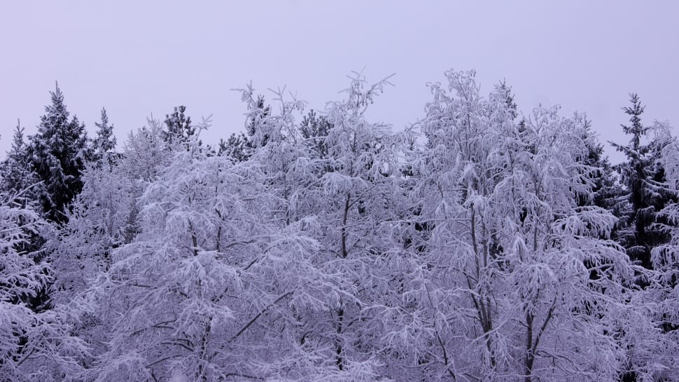 snow covered trees preview