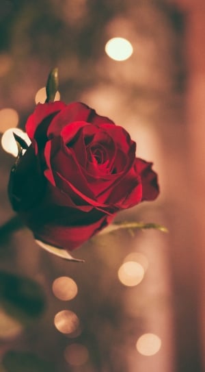 red rose flower thumbnail