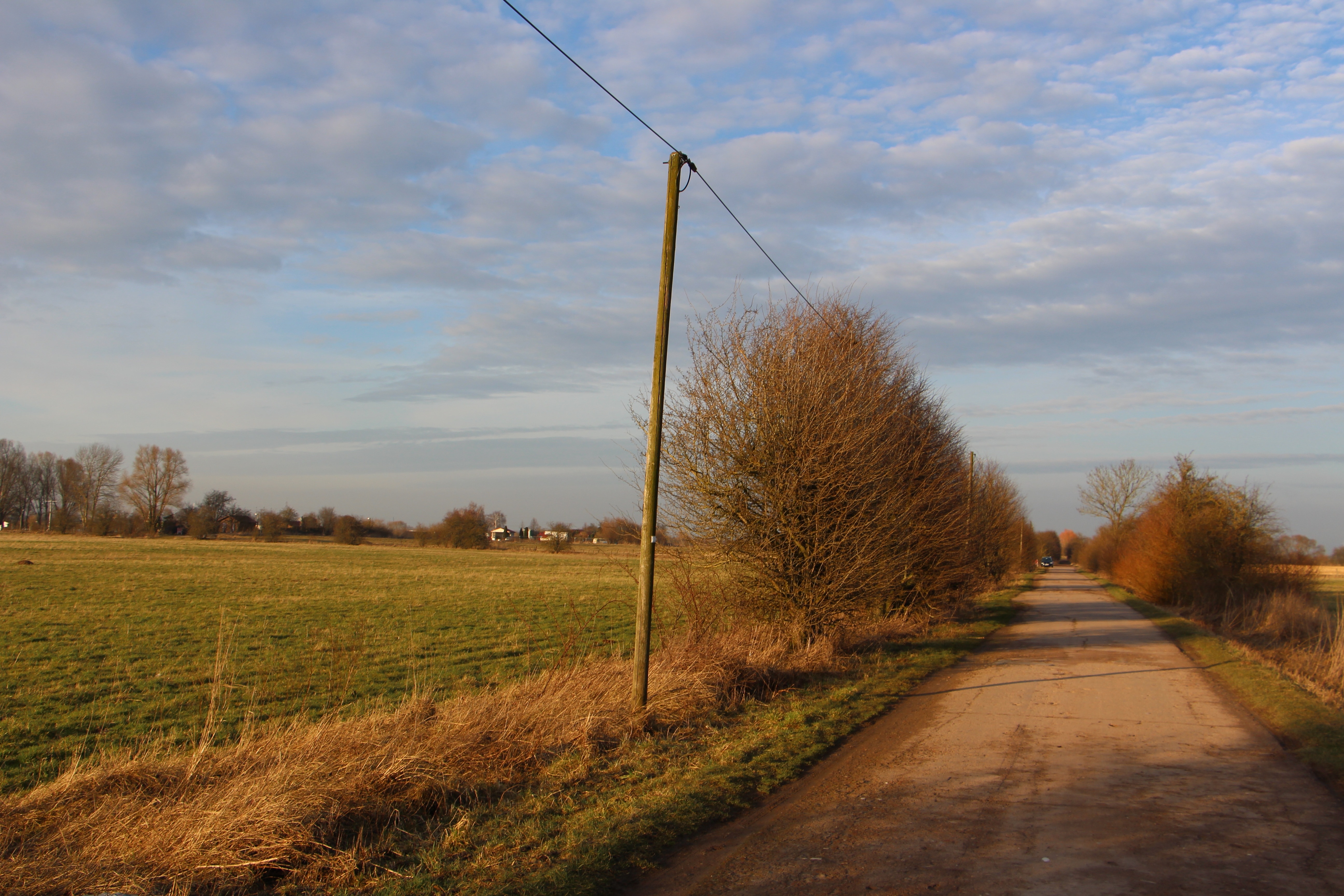 green wooden electric post beside tree during daytime