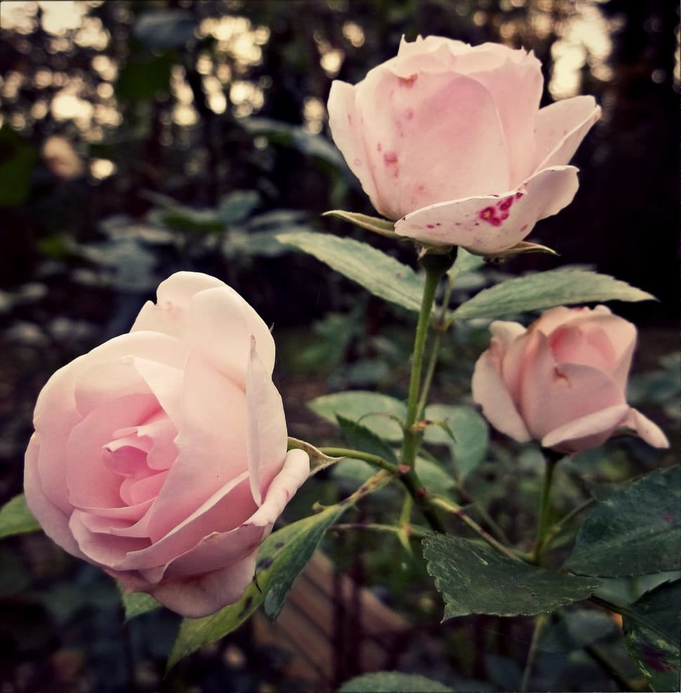 pink roses flower preview