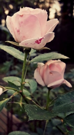 pink roses flower thumbnail