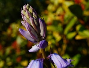 blue cluster bell flower thumbnail