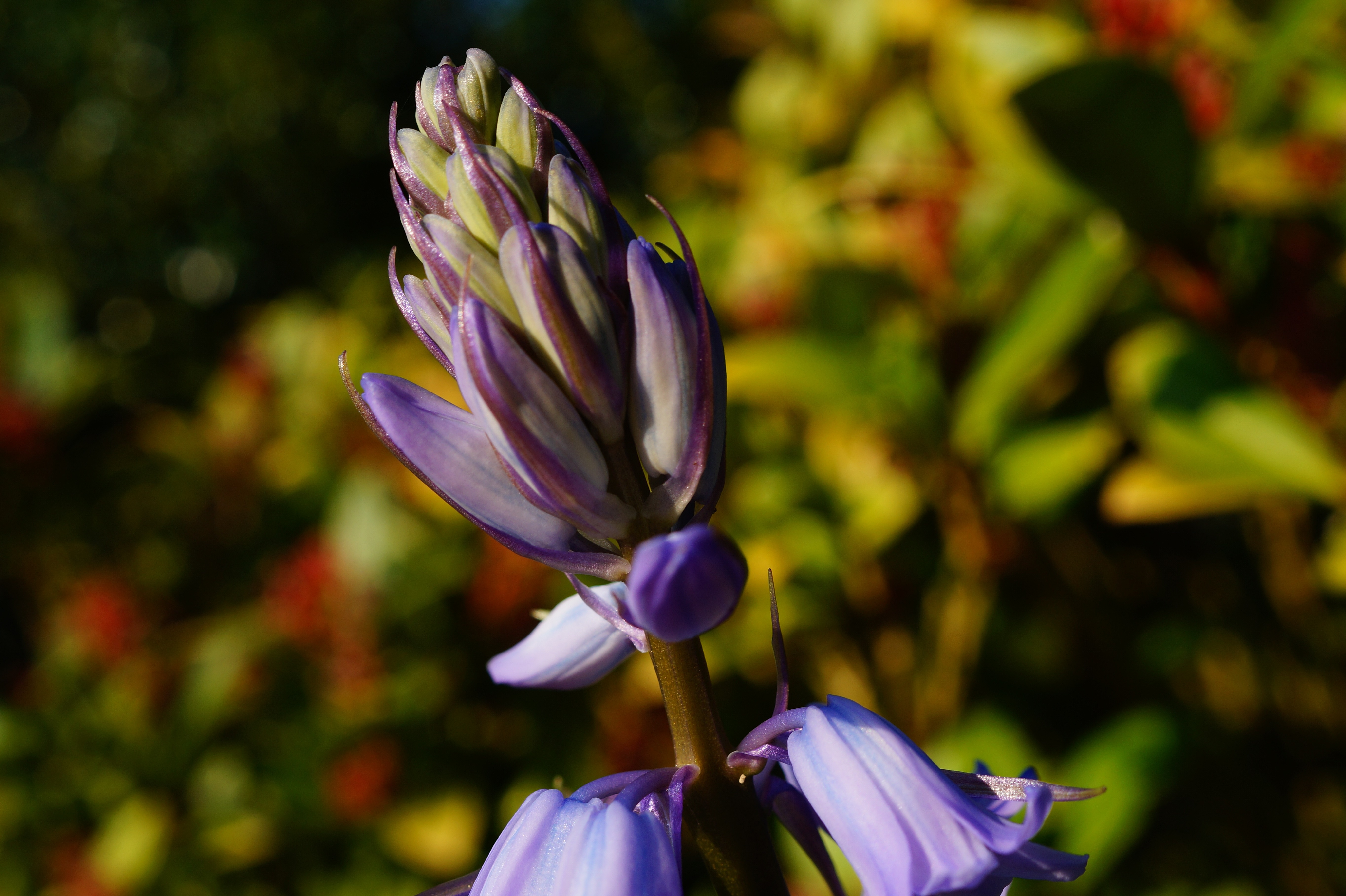 blue cluster bell flower