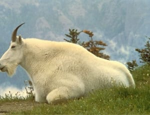 white four legged animal on green grass at daytime thumbnail