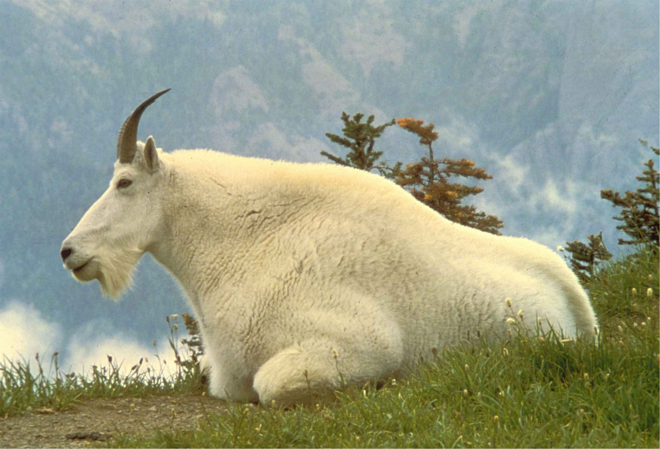white four legged animal on green grass at daytime