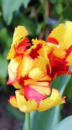 yellow and red jagged tulip thumbnail