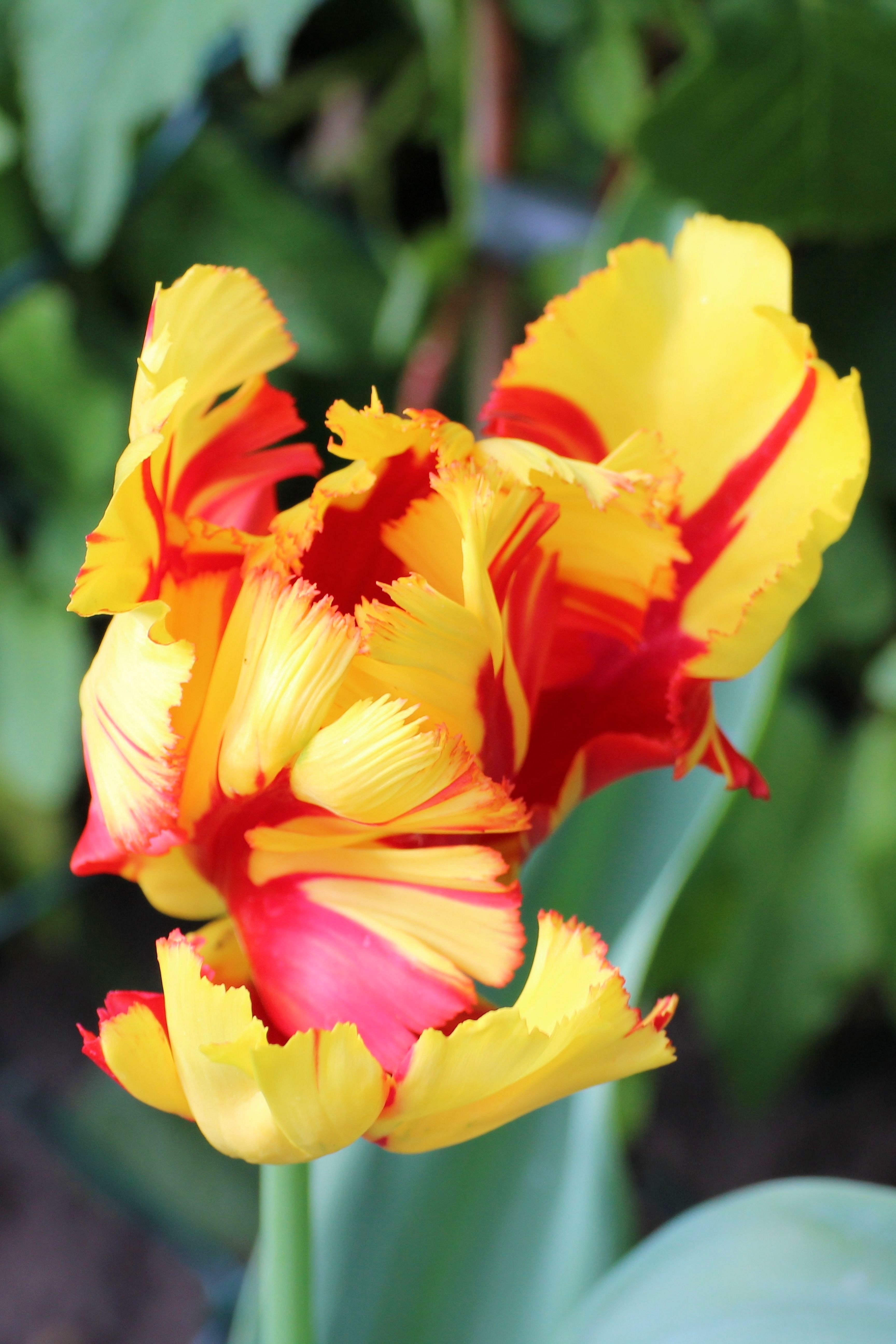 yellow and red jagged tulip