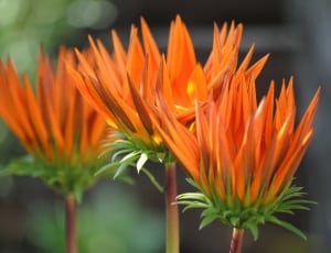 orange gazania about to bloom during daytime thumbnail
