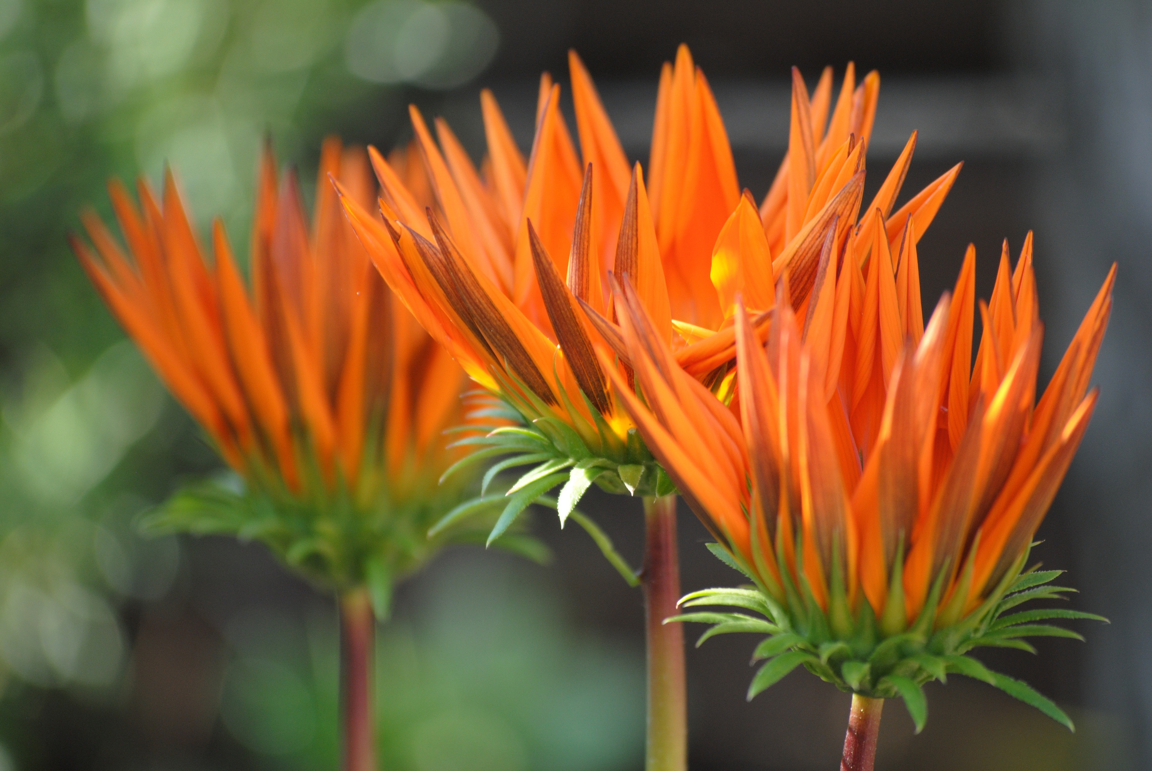orange gazania about to bloom during daytime