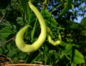green soy beans thumbnail