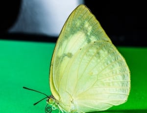 brown butterfly on green surface thumbnail