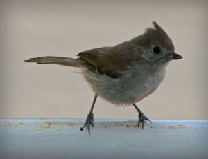 brown and gray bird thumbnail