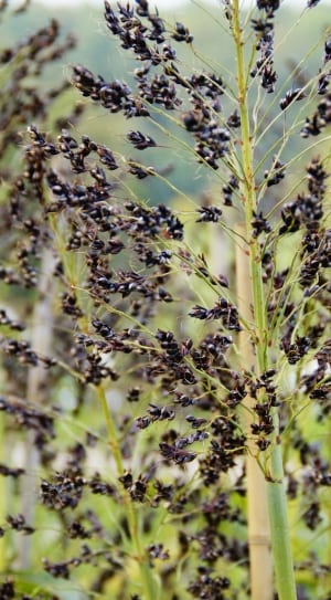 black berries during daytime thumbnail