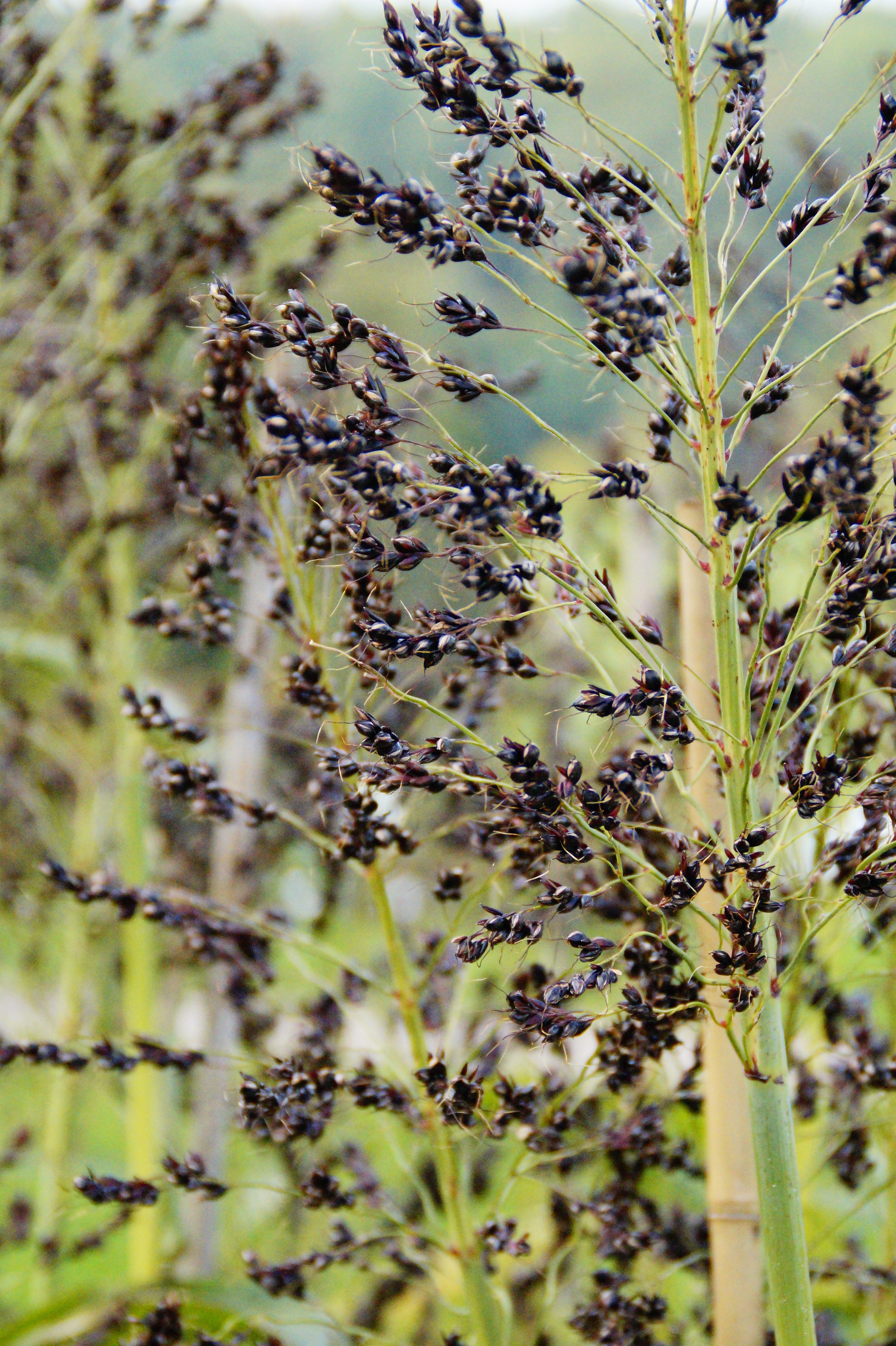 black berries during daytime