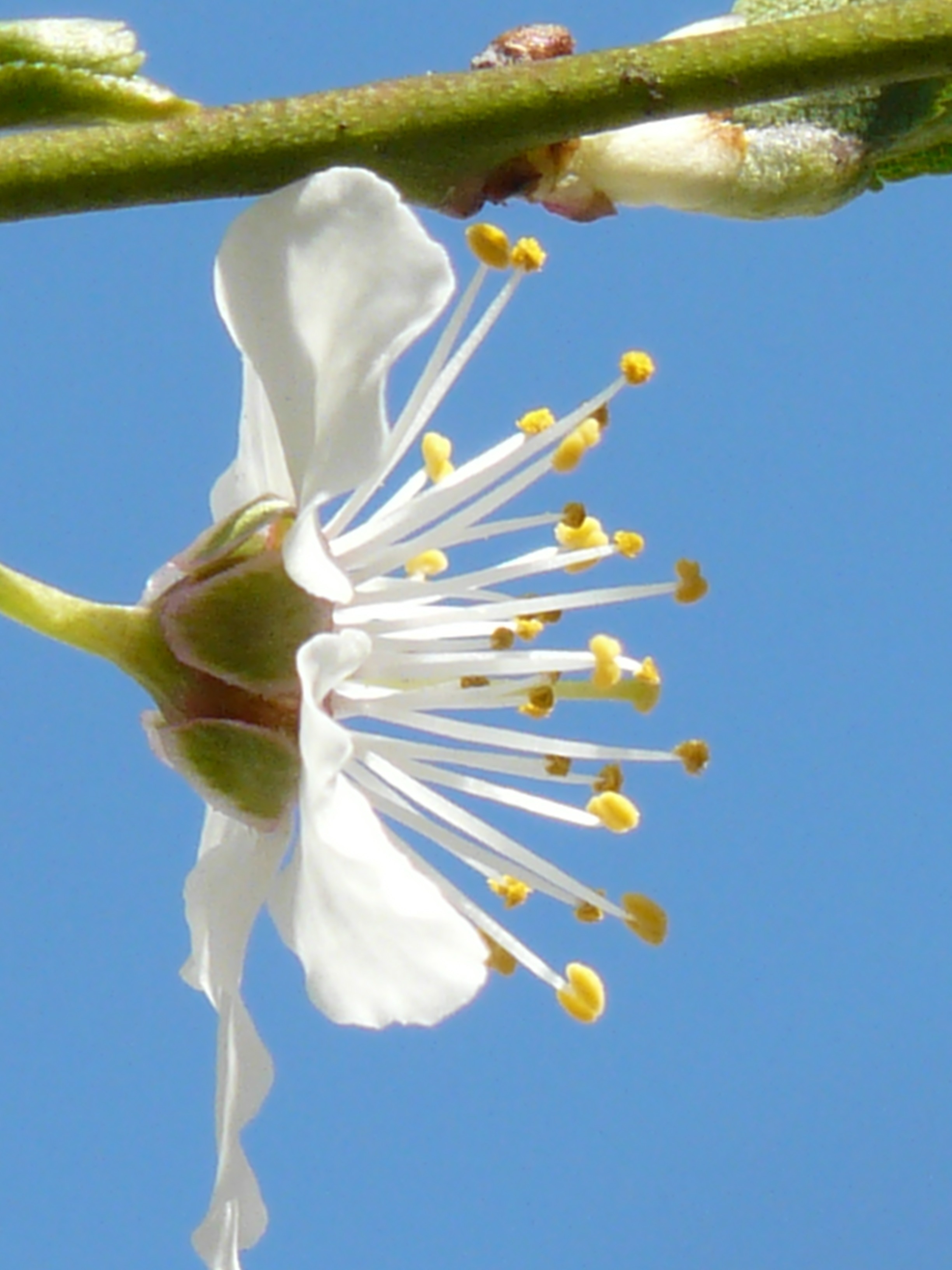 white and yellow flower