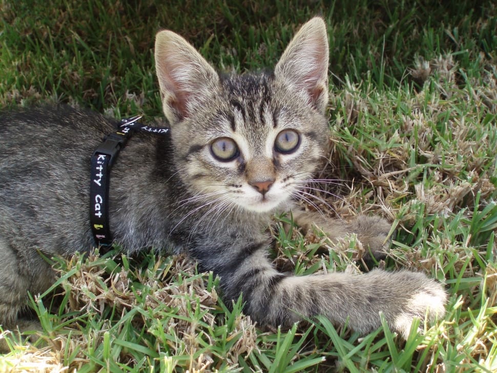 gray tabby kitten with leash on grass field preview