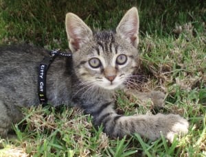 gray tabby kitten with leash on grass field thumbnail