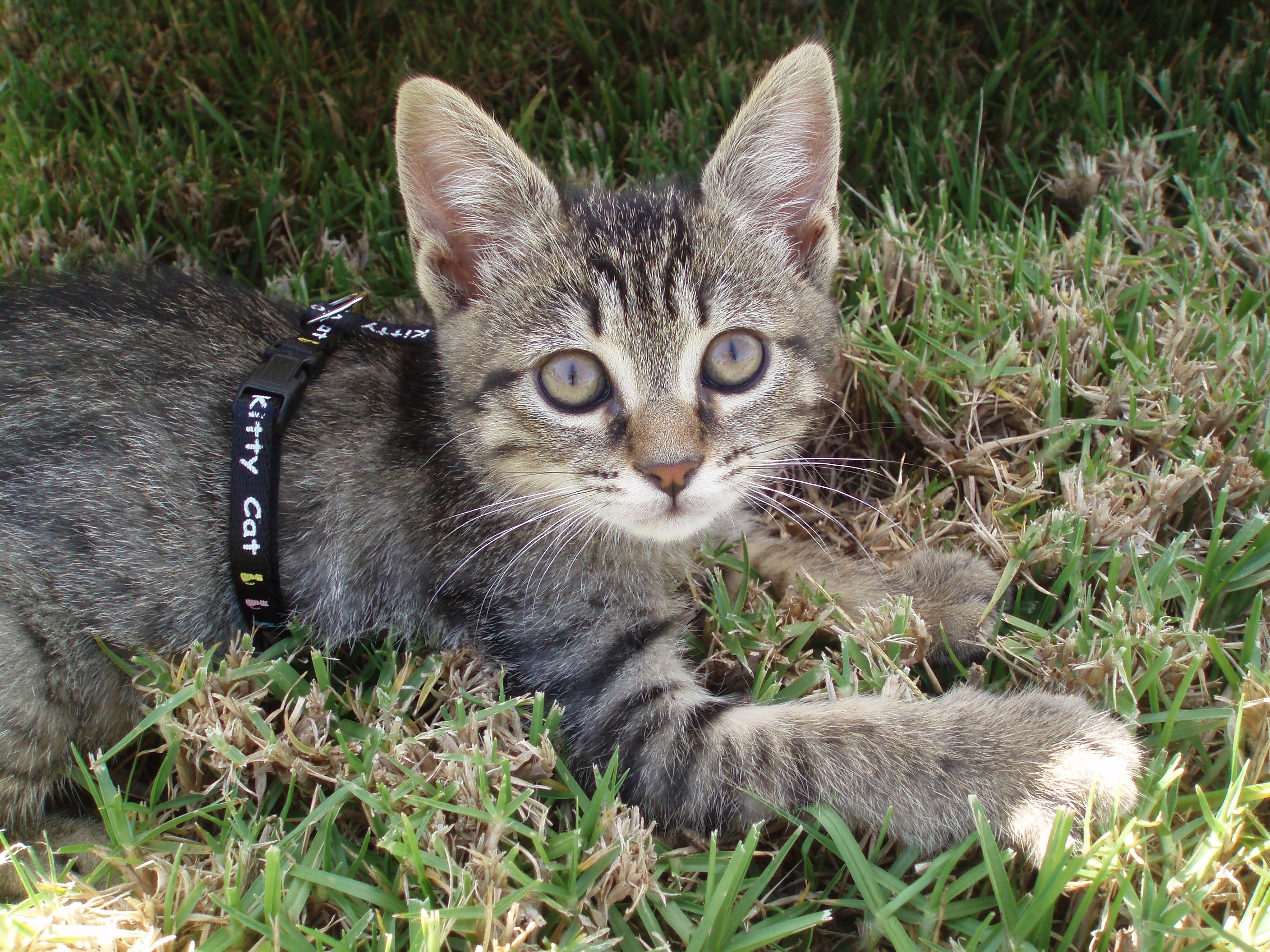 gray tabby kitten with leash on grass field
