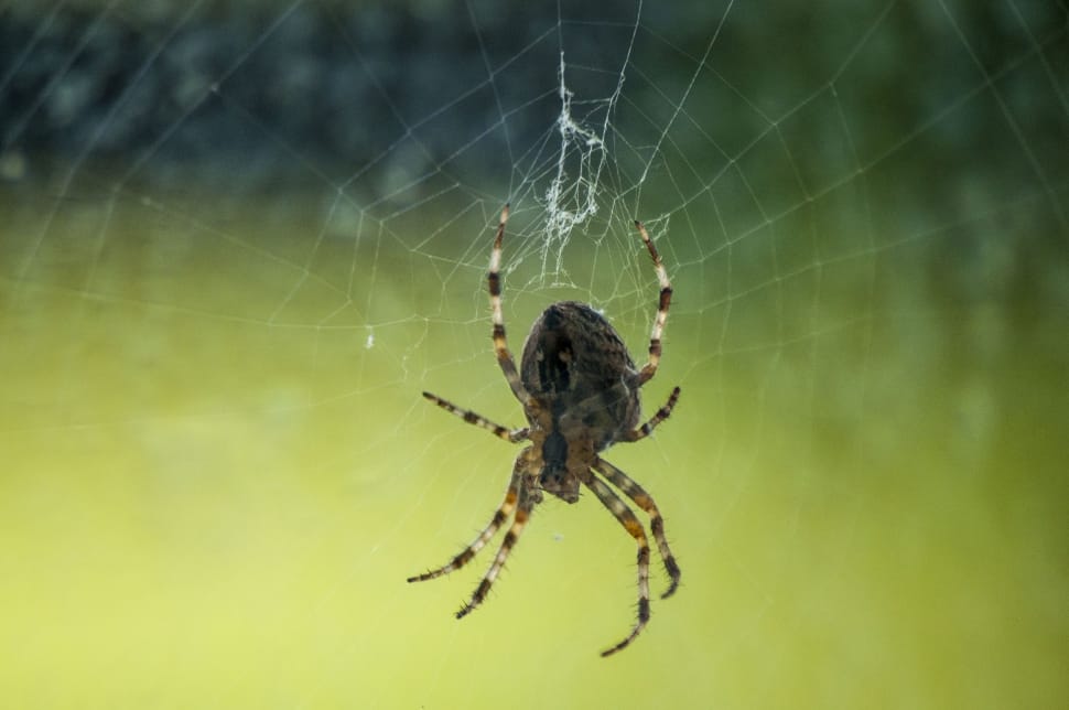 selective focus photography of Araneus Cavaticus on web preview