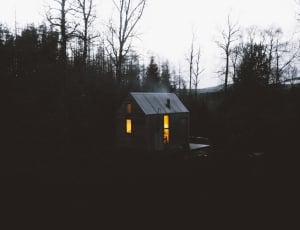 gray wooden house on forest thumbnail
