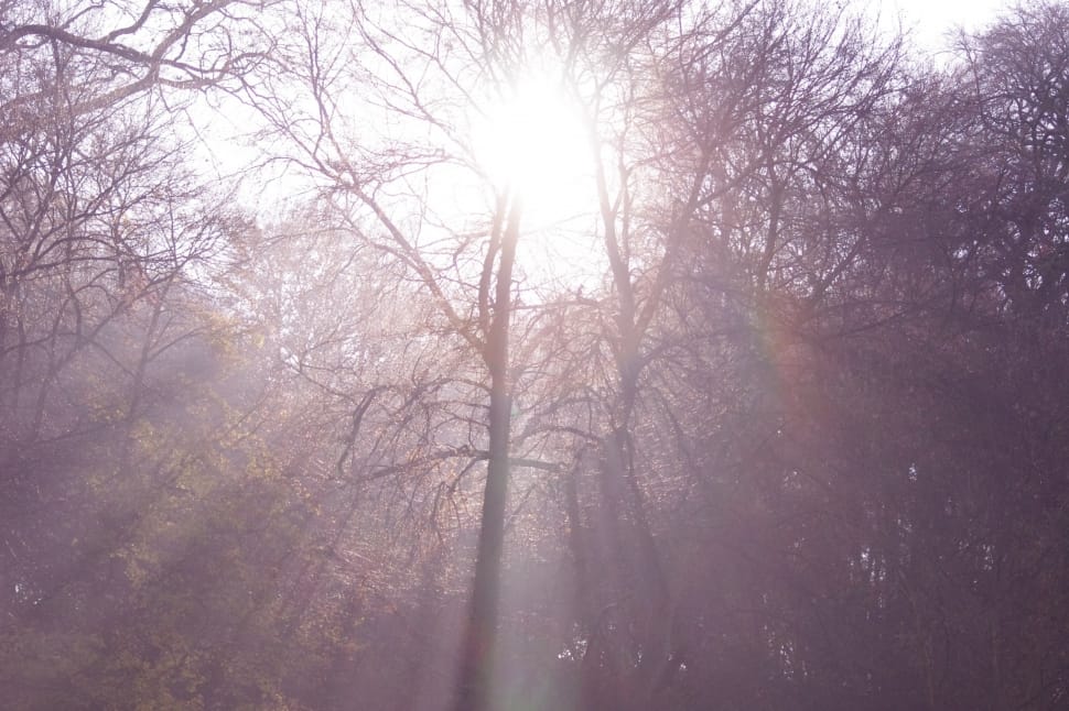 brown wooden tree branches forest preview