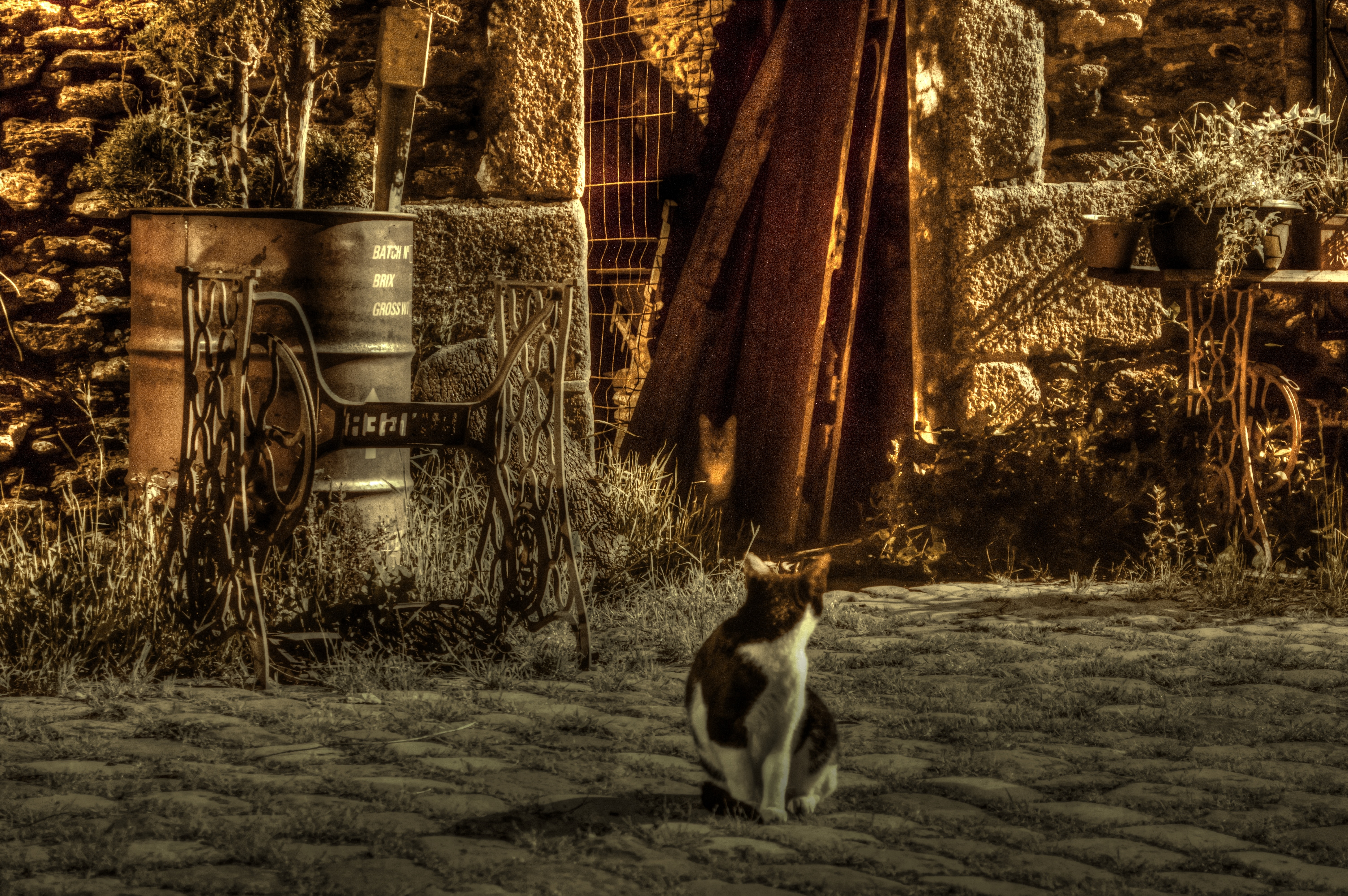 black and white short fur cat