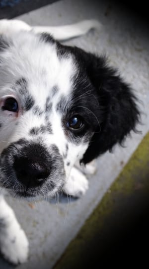 white and black short coated puppy thumbnail