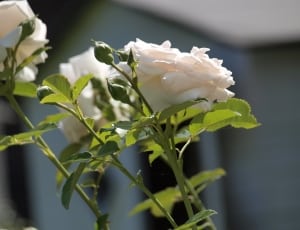 white roses thumbnail