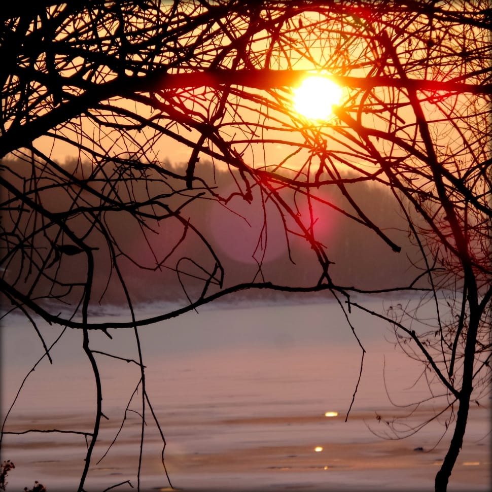 silhouette of a twig during sunset photo preview