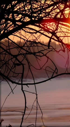 silhouette of a twig during sunset photo thumbnail