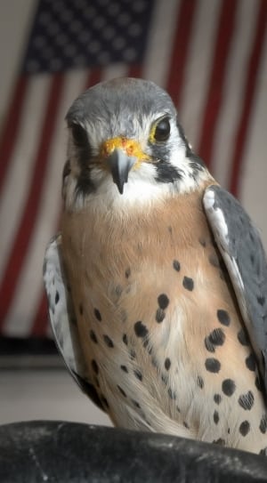 gray brown and white falcon thumbnail