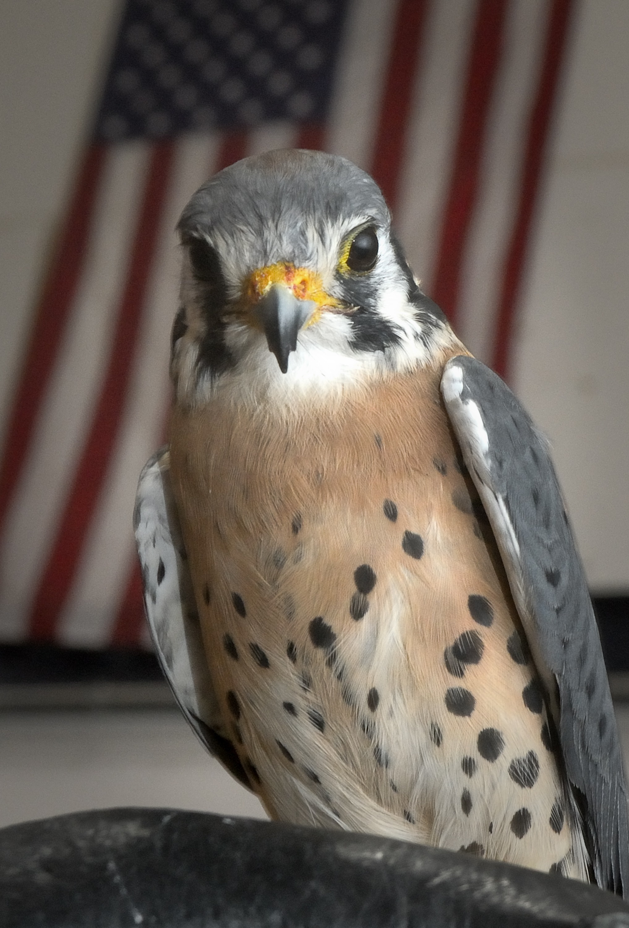 gray brown and white falcon