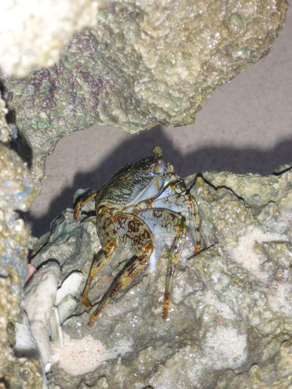 grey and black crab preview