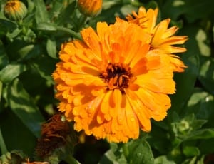 orange marigold thumbnail