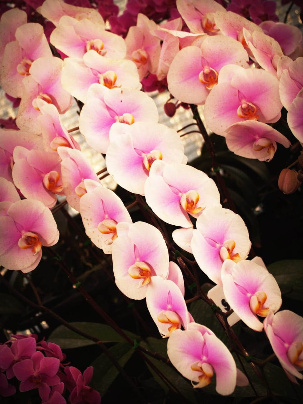 white and purple moth orchid preview