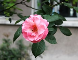 pink camellia flower thumbnail