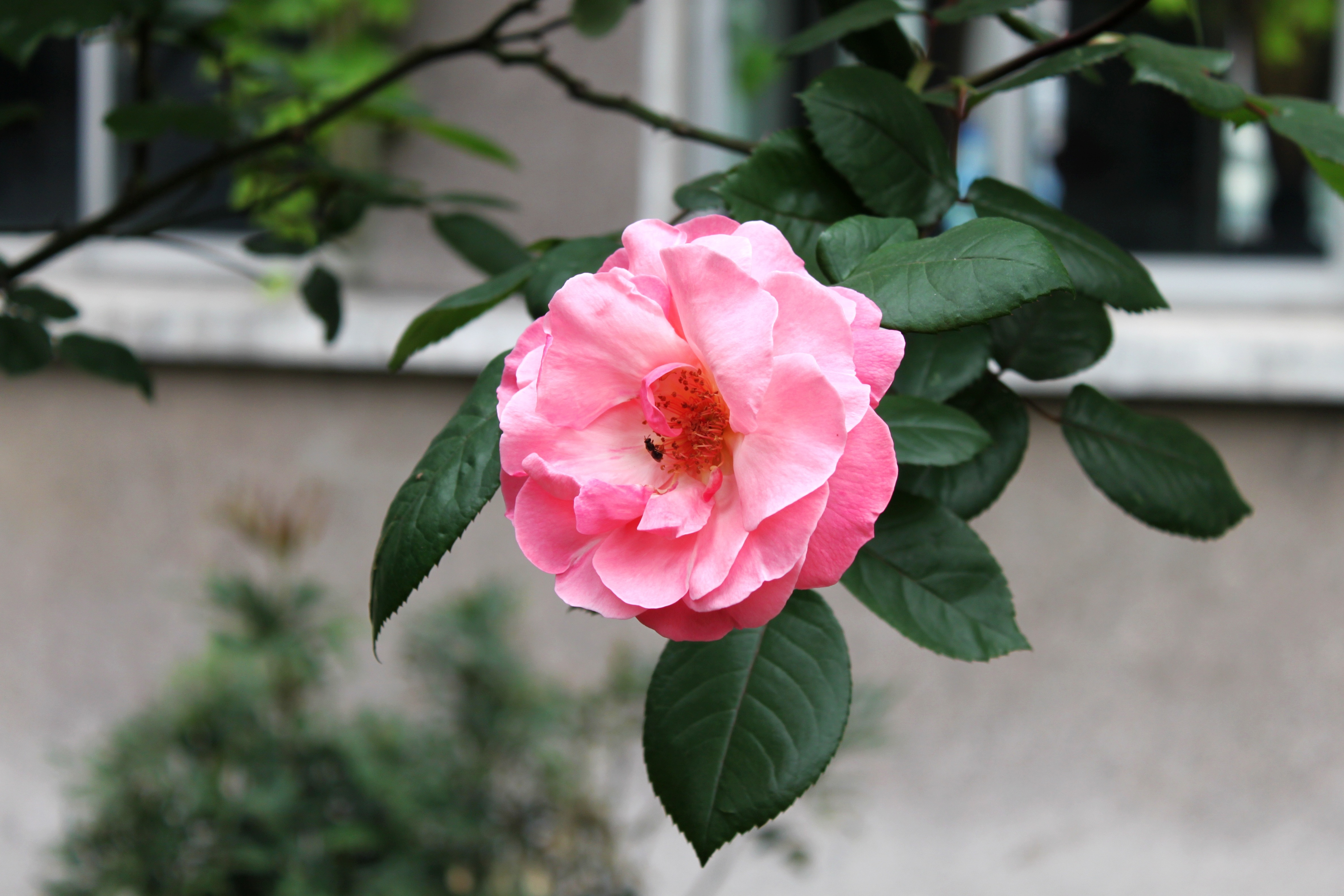 pink camellia flower