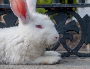 white rabbit thumbnail