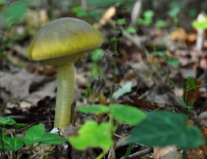 green mushroom in the middle of forest thumbnail
