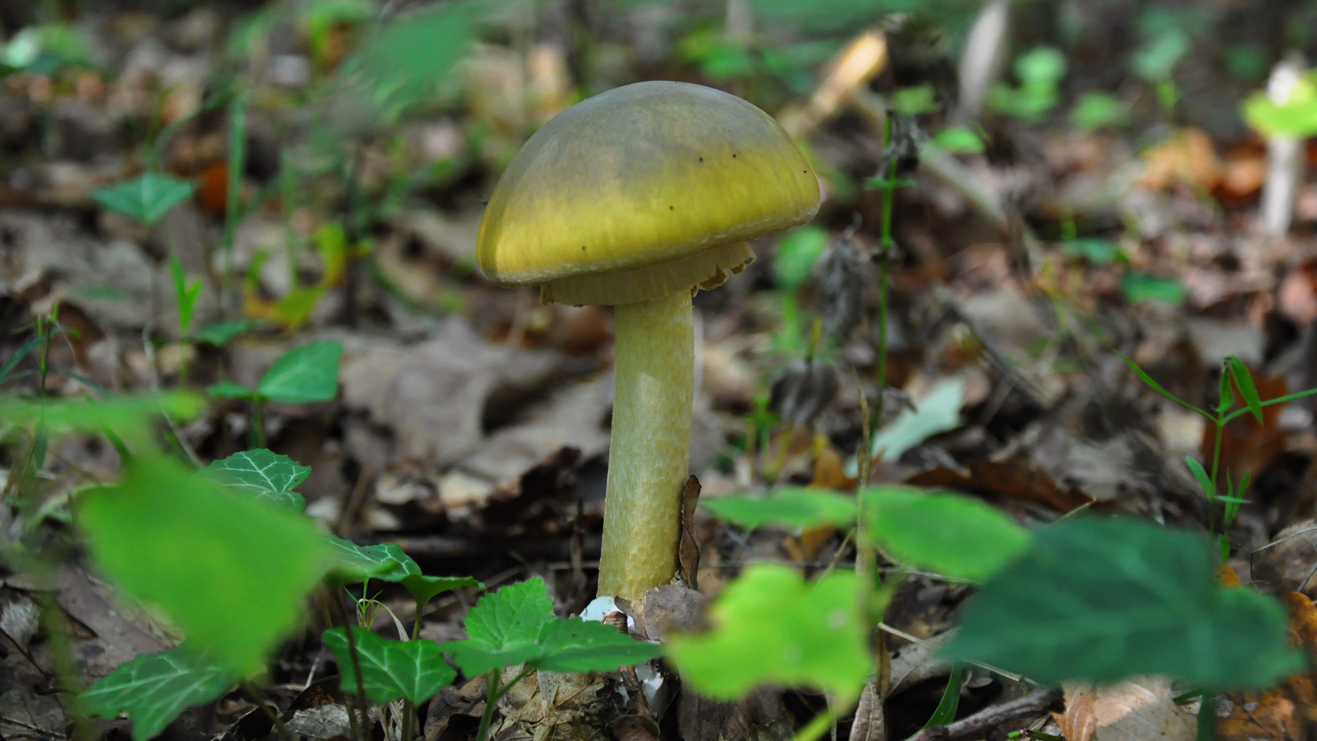 green mushroom in the middle of forest