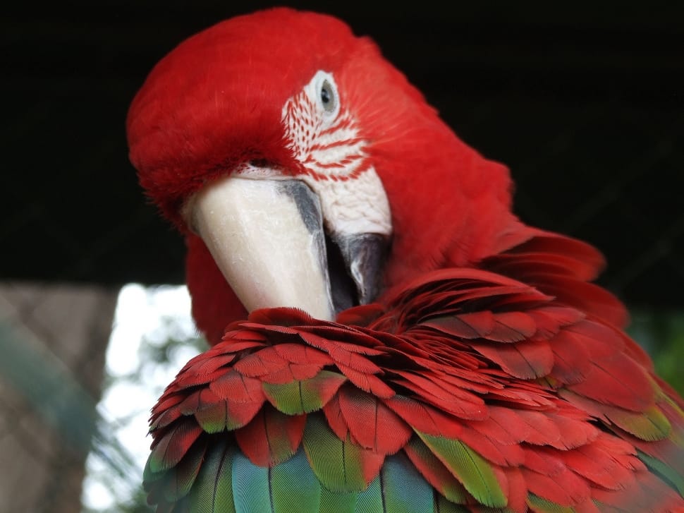 red and white macaw preview