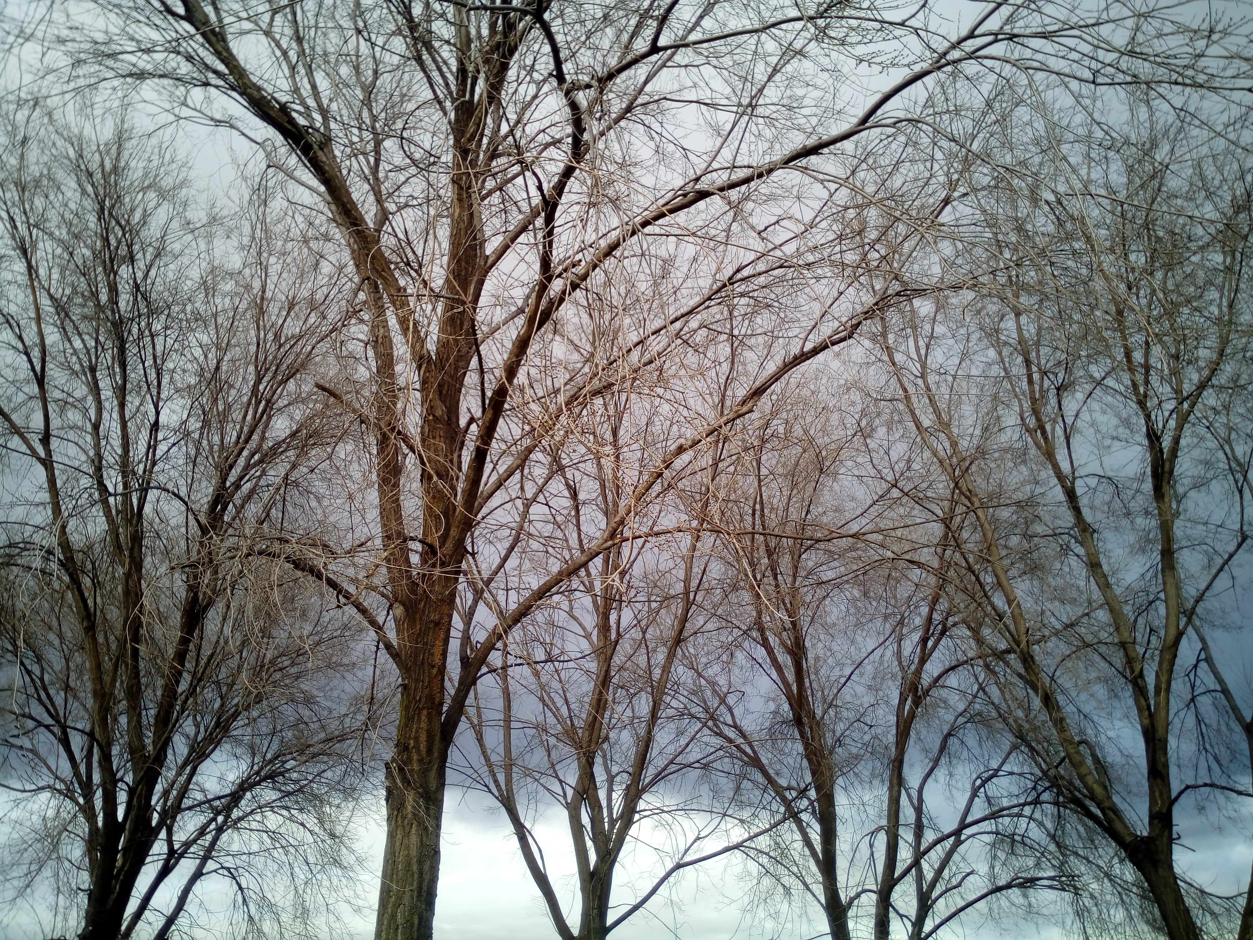 withered trees