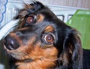 photo of brown and black short coat dog thumbnail