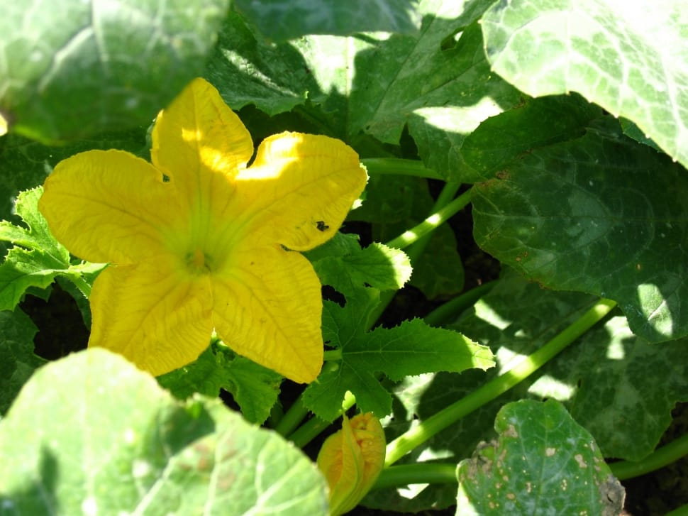 yellow flower near green leaves during daytime preview