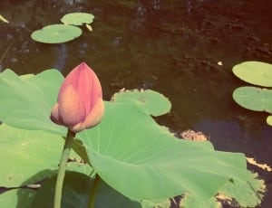 red lotus flower thumbnail