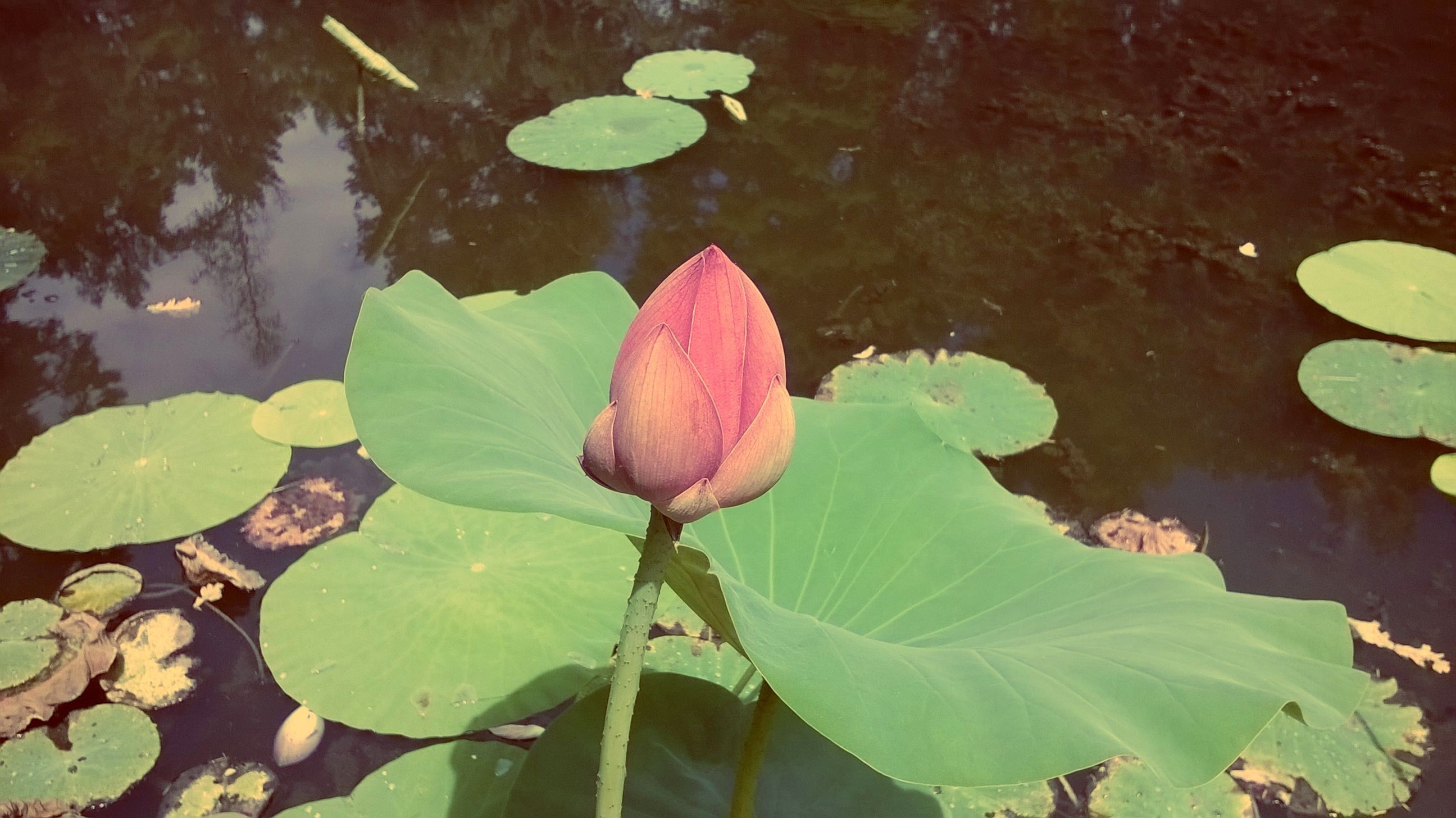 red lotus flower