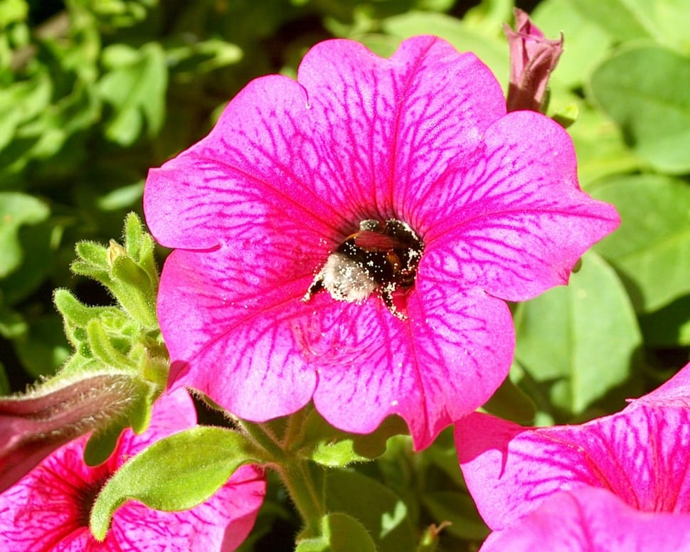 bumble bee in pink petaled flower preview