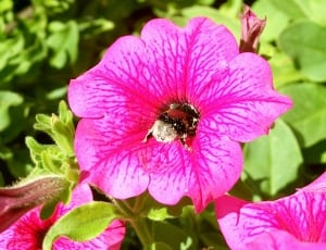 bumble bee in pink petaled flower thumbnail