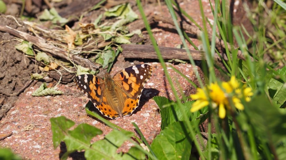 painted lady butterfly during daytime preview