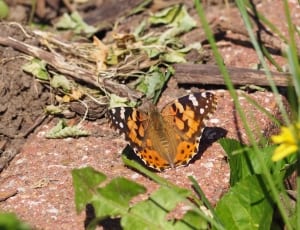 painted lady butterfly during daytime thumbnail
